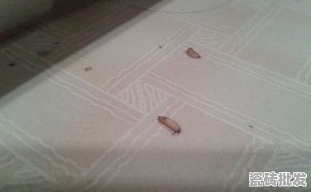 瓷砖地板缝里的虫子怎么消灭 - 优质瓷砖批发网
